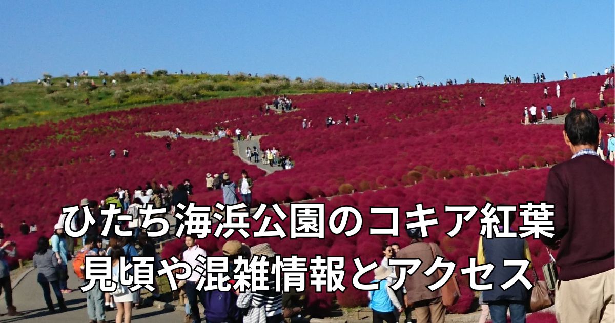 コキアが紅葉した様子